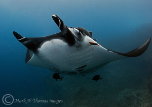 Manta.
Cabo Pearce, Isla Socorro.
D3 15mm. by Mark Thomas 